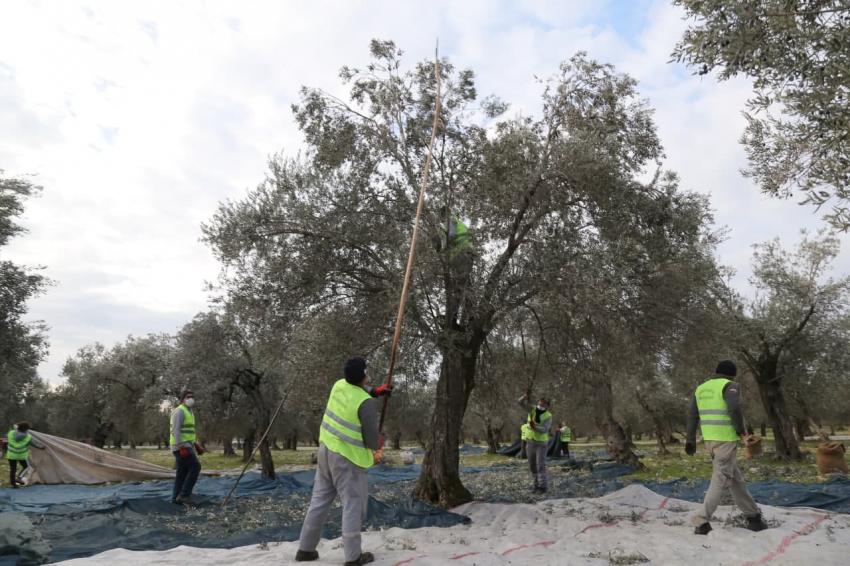 EDREMİT BELEDİYESİ ZEYTİNLERİ HASAT EDİLİYOR