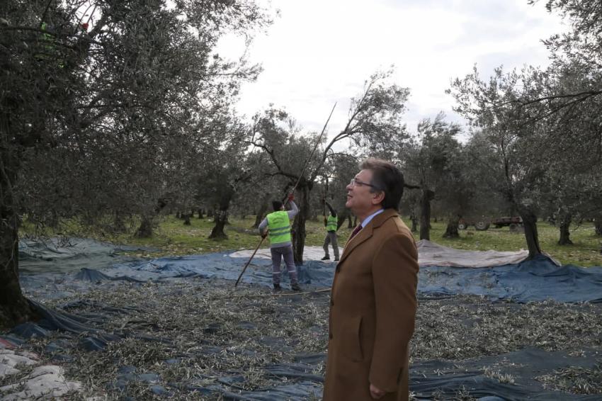 EDREMİT BELEDİYESİ ZEYTİNLERİ HASAT EDİLİYOR
